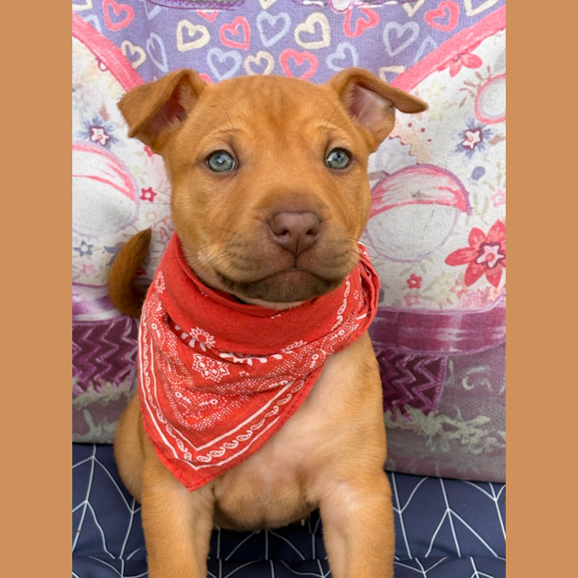 Photo of Markee   8 Week Old Staffy X