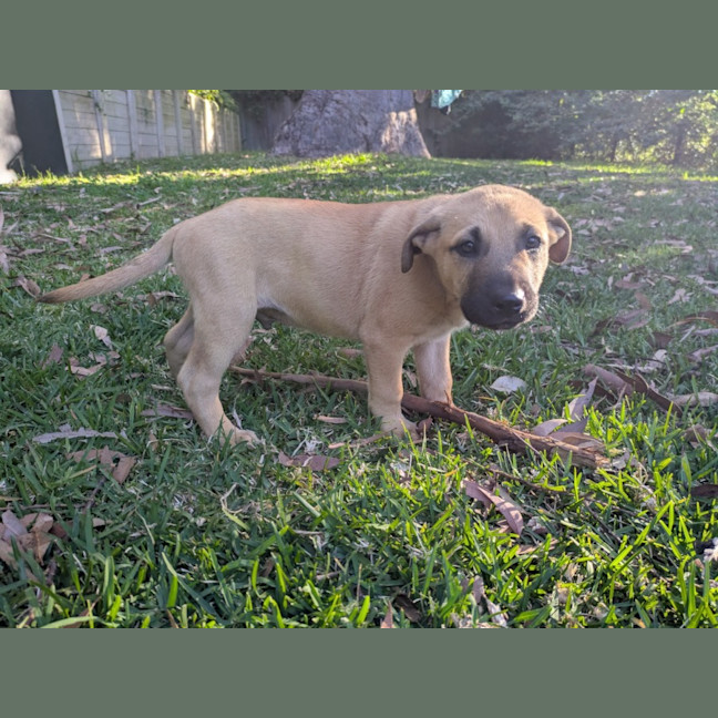 Photo of Dandelion
