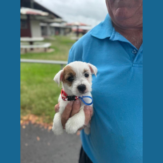 Photo of Custard