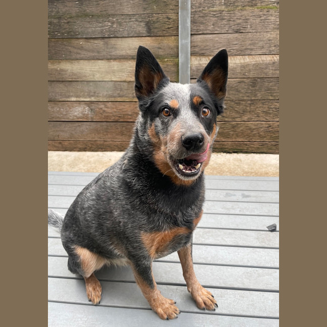 Photo of Max
