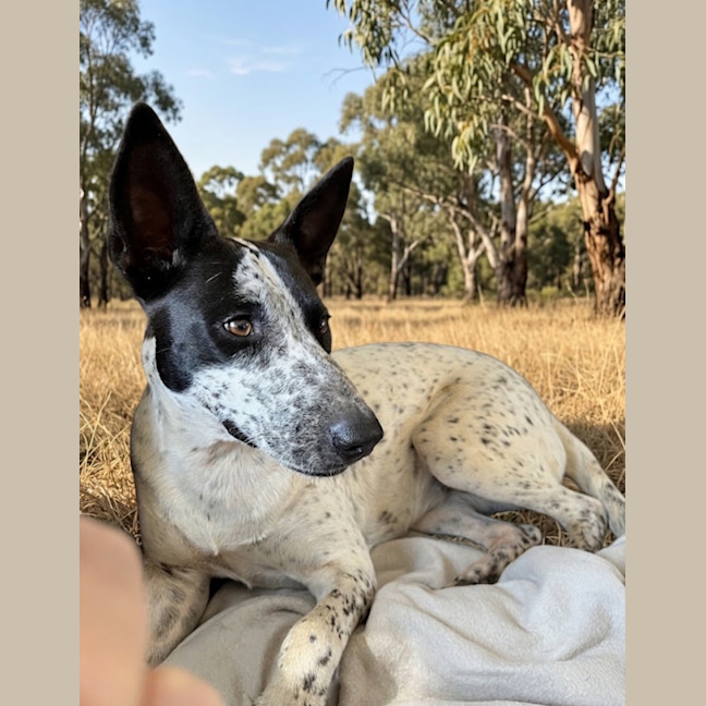 Photo of Daisy