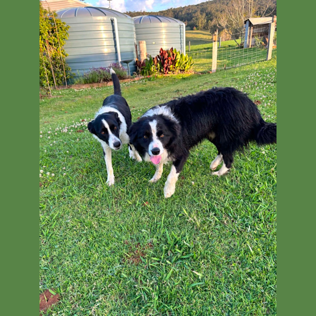 Photo of Bindi
