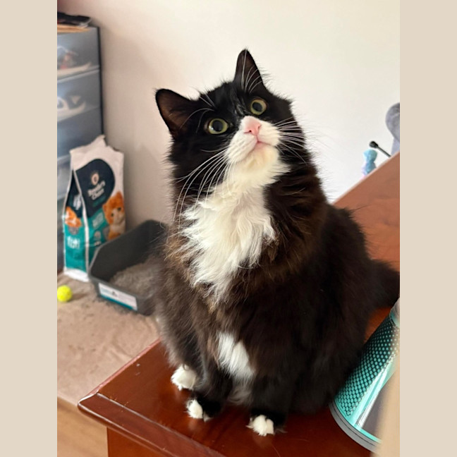 Photo of Inky