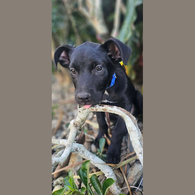 Photo of Denzel