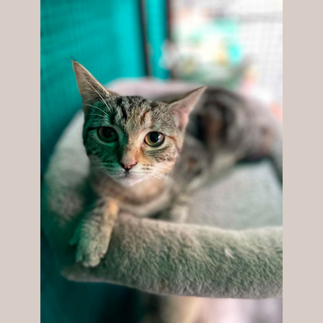 Photo of Zosia**2nd Chance Cat Rescue**