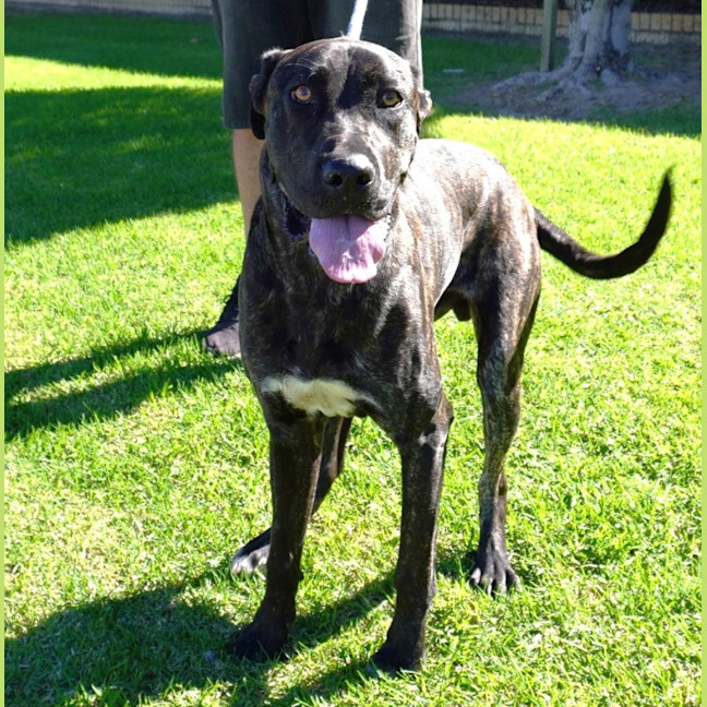 Photo of Toto