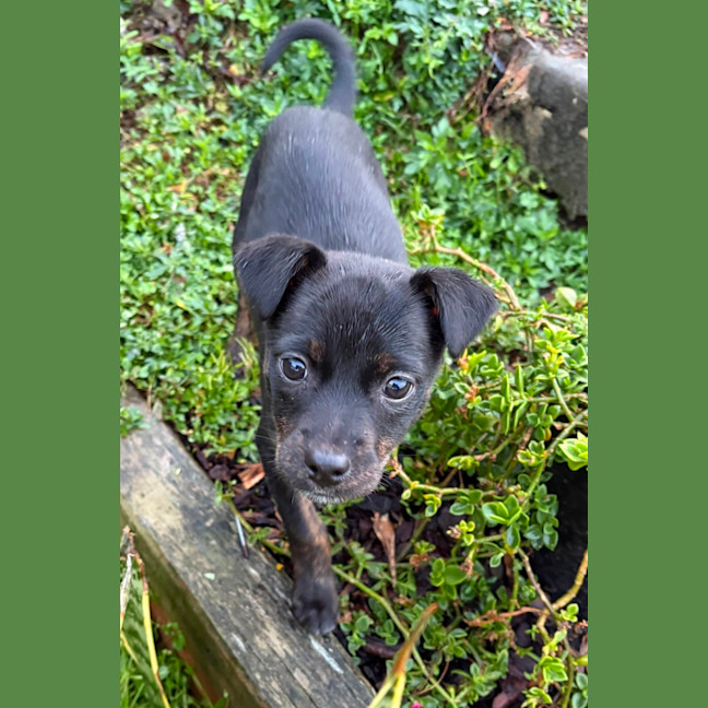 Photo of Minnie   8 Week Old Kelpie X