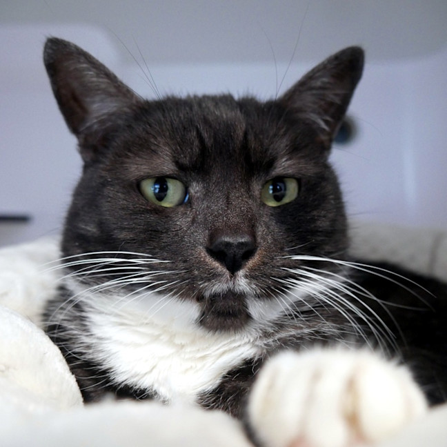 Photo of Squeak Rsuk006062