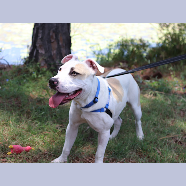 Photo of Buddy