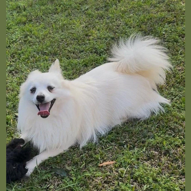 Photo of Dim Sim   10 Month Old Pomeranian X Spitz