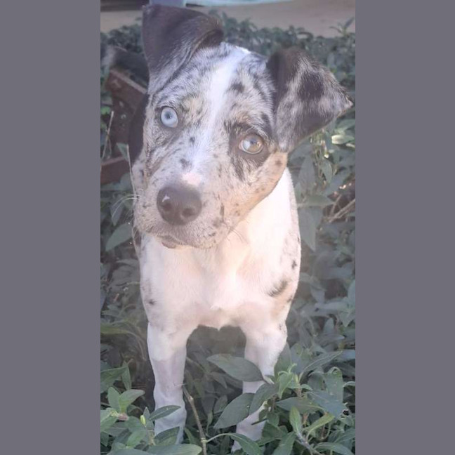 Photo of Indie