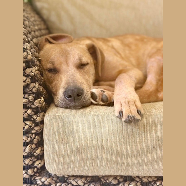 Photo of Hunter   7 Month Old Labrador X Staffy