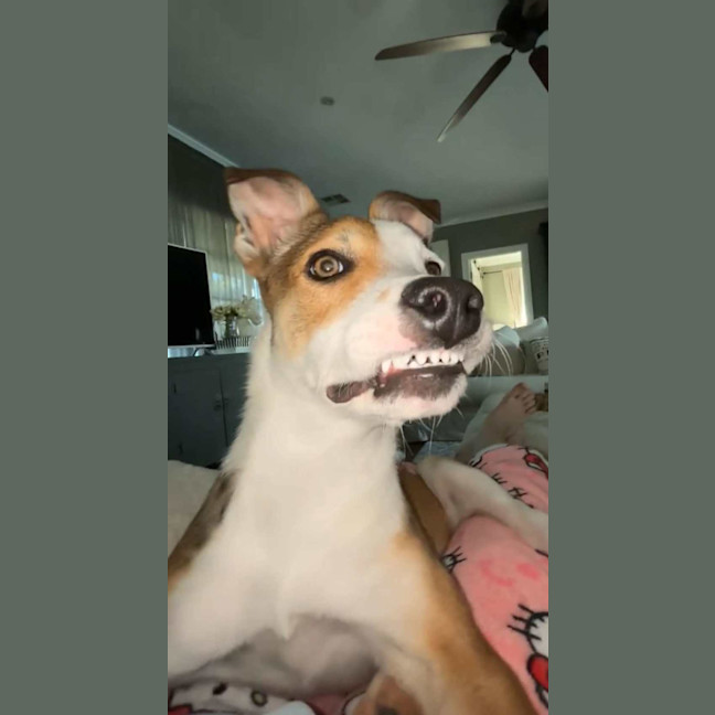 Photo of Sherman