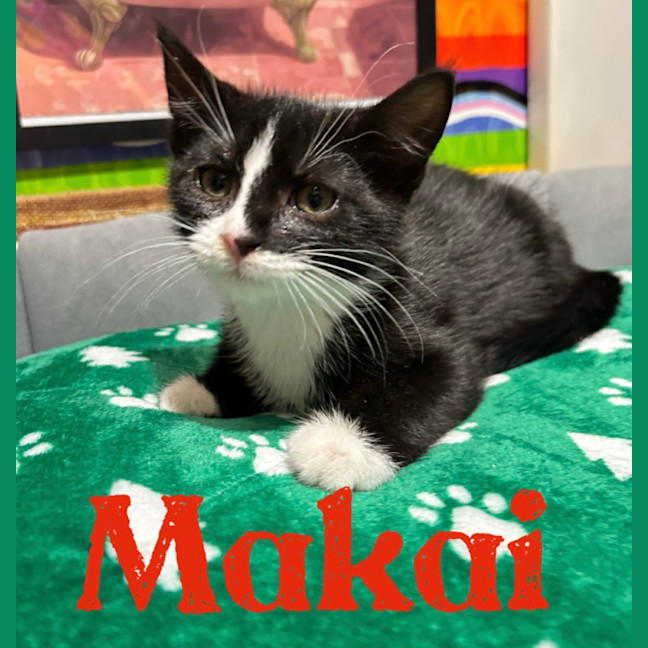 Photo of Makai