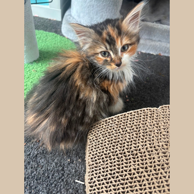 Photo of Astrid Rose 🌹