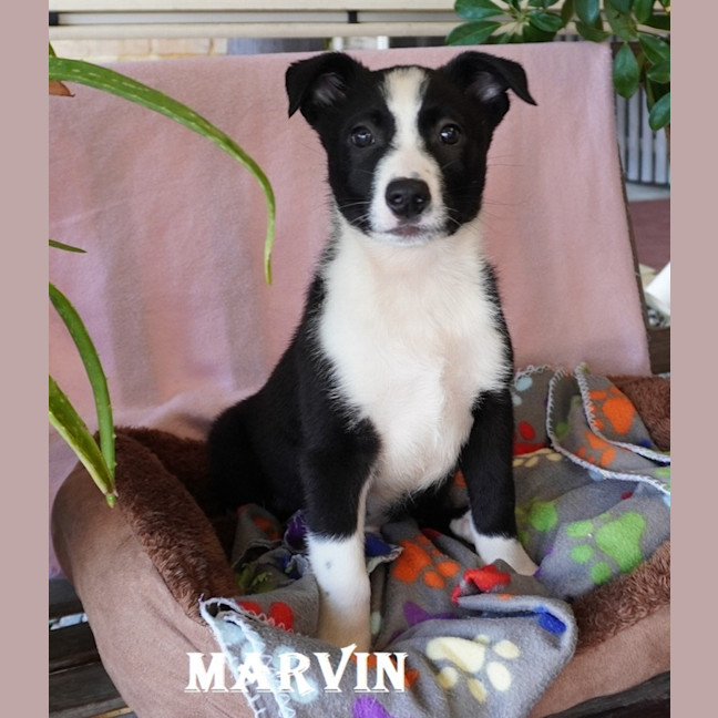 Photo of Marvin