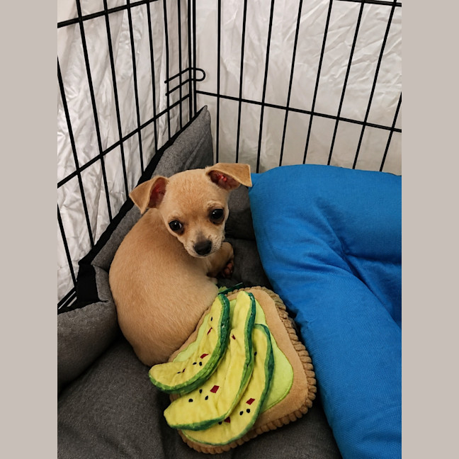 Photo of Milo