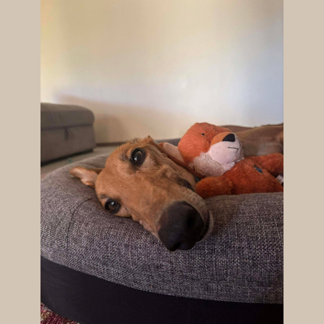 Photo of Sean, The Greyhound