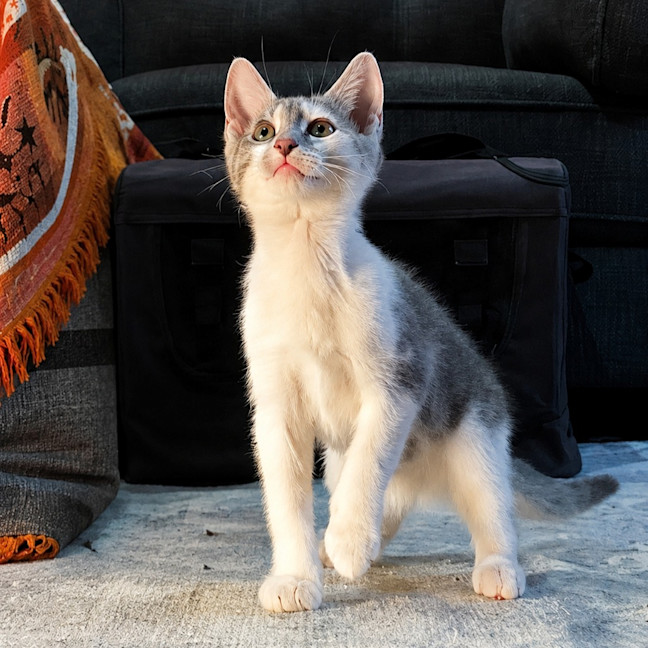 Photo of Lupin