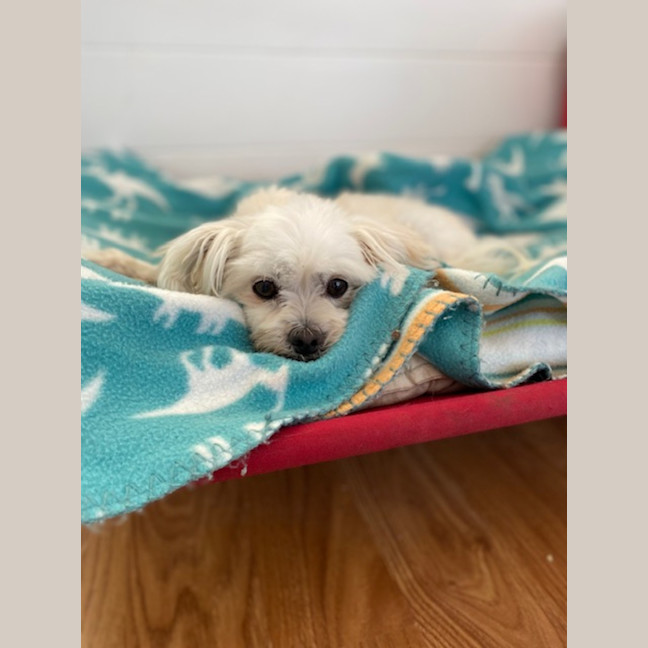 Photo of Angel (Beau And Angel)