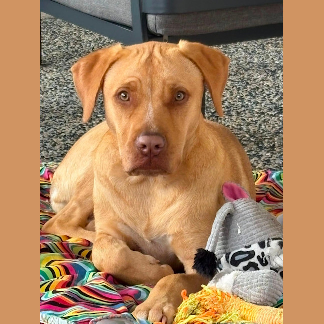 Photo of Dior *$350 Adoption Fee*