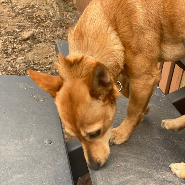 Photo of Honey