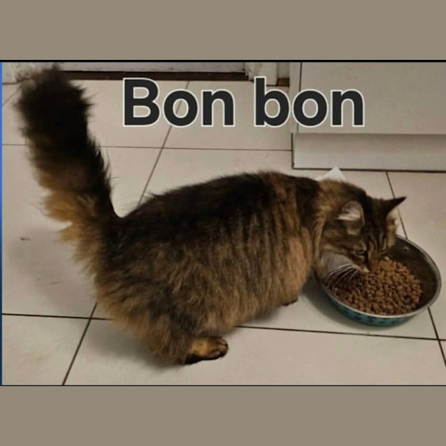 Photo of Bon Bon