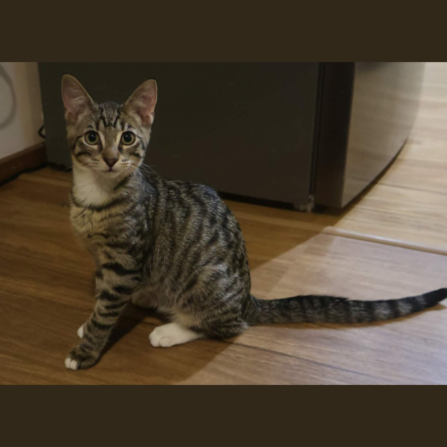 Photo of Blueberry