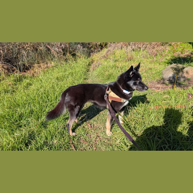 Photo of Black Forest