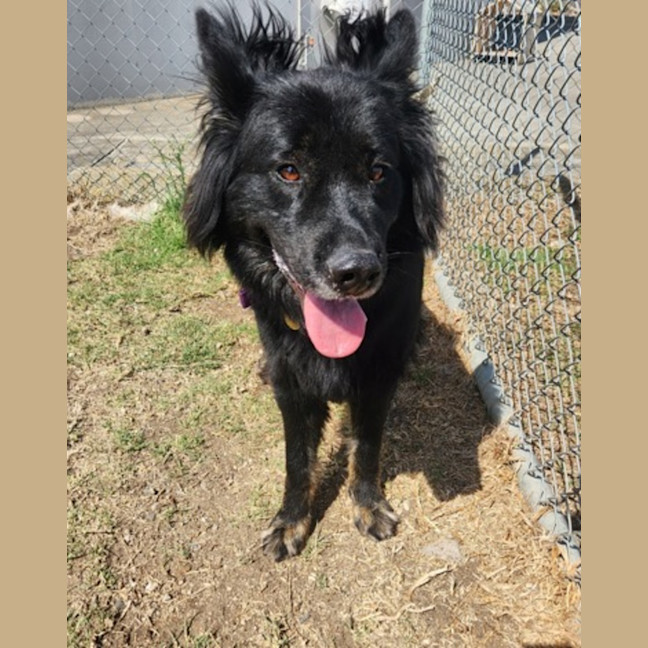 Photo of Mishka (62910)