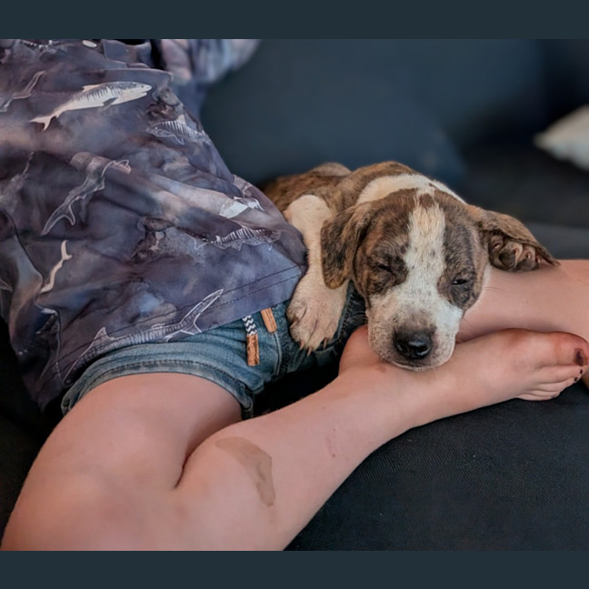 Photo of Rip