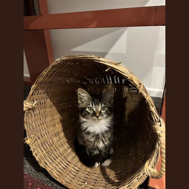 Photo of Tinkerbell