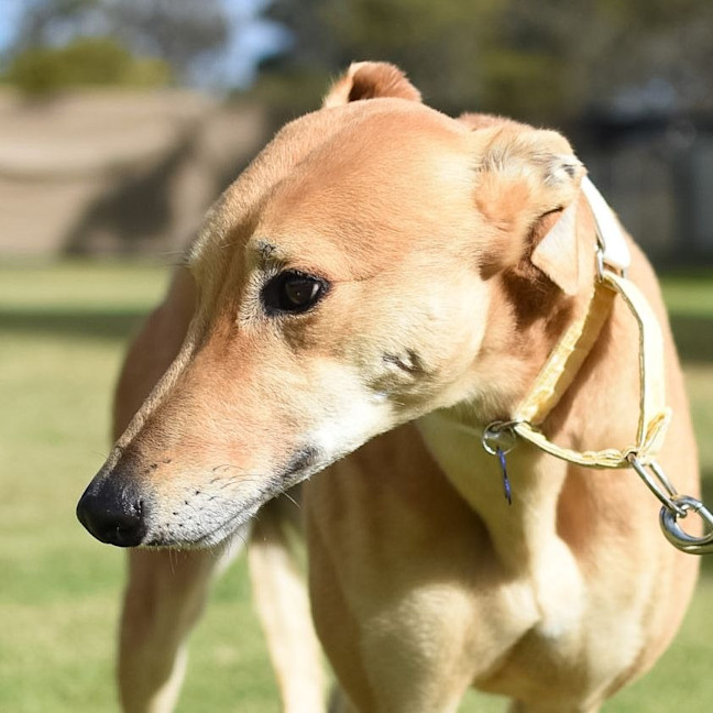Photo of Cheesecake The Greyhound