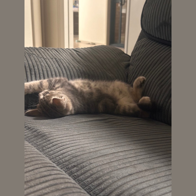 Photo of Kitty (Kale)