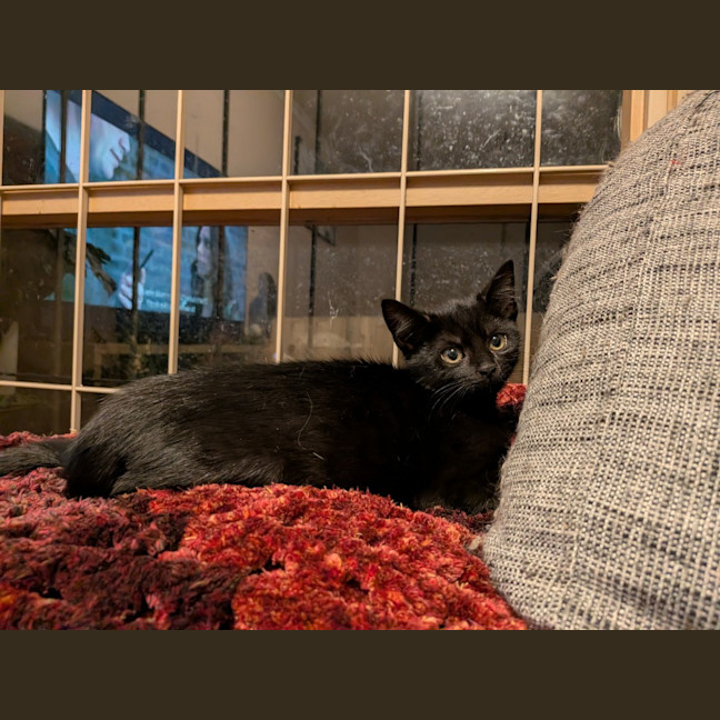 Photo of Smudge