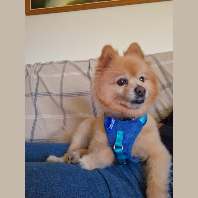 Photo of Ricco   10 Year Old Pomeranian (Trial)