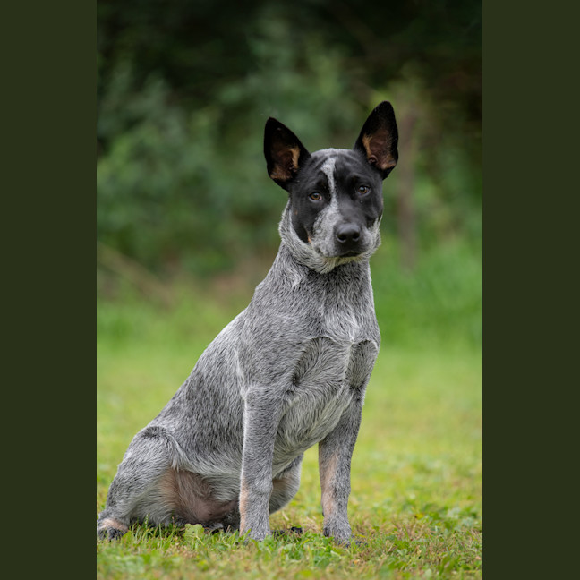 Photo of Rocket