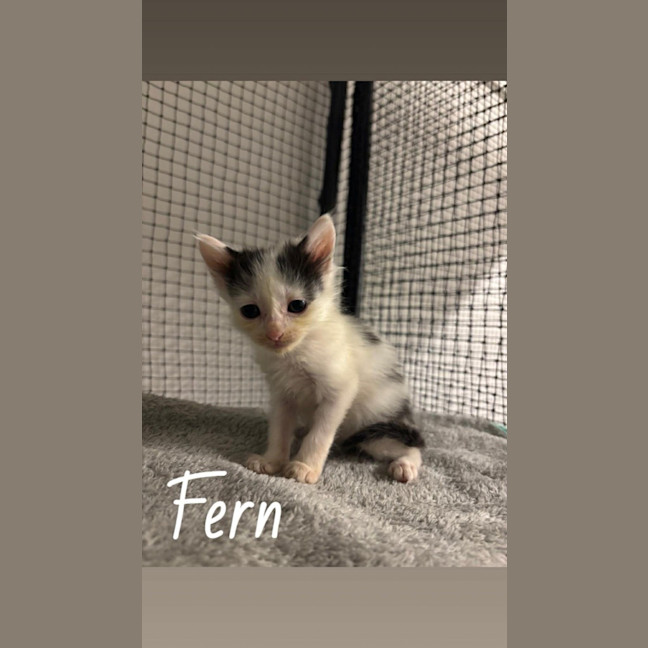 Photo of Fern