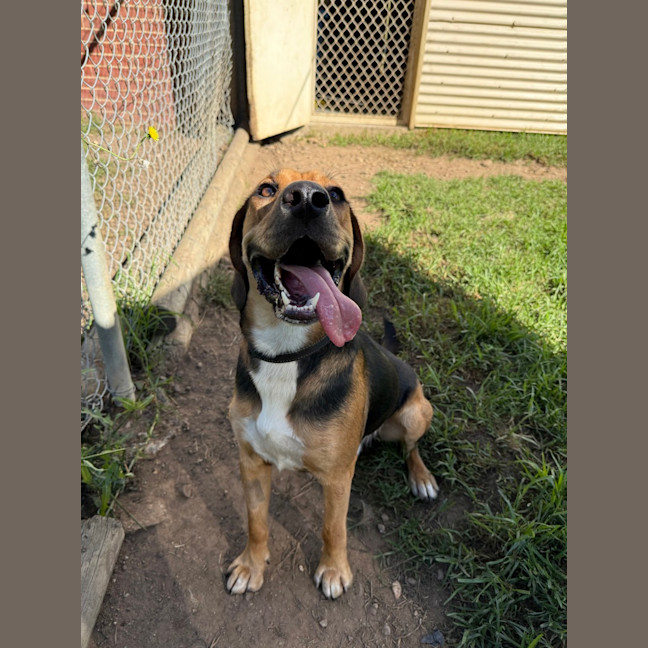 Photo of Scout