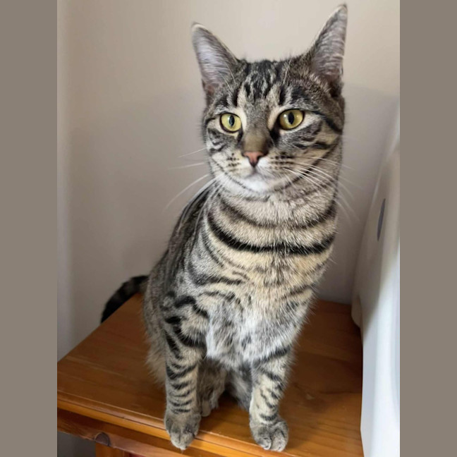 Photo of Cleo ** 2nd Chance Cat Rescue**