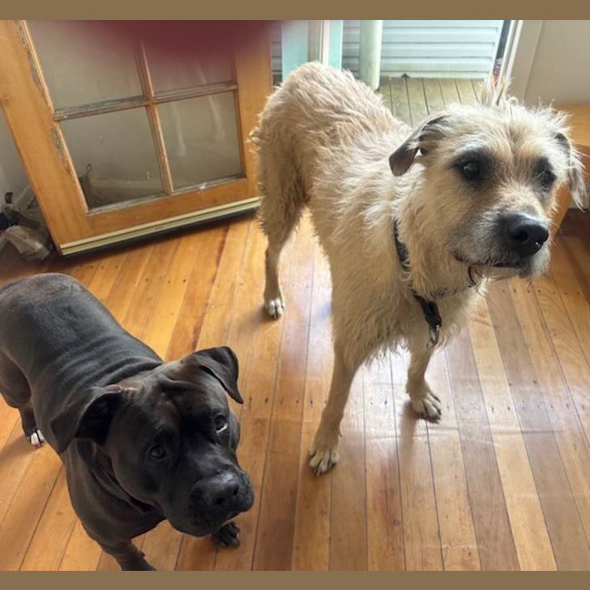 Photo of Molly And Romeo