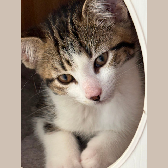 Photo of Herb Meet Me@Petstock Keysborough Store