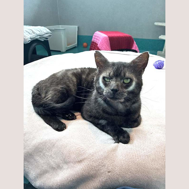 Photo of Nyx