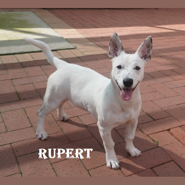 Photo of Rupert