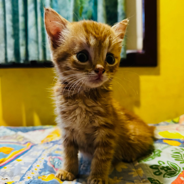 Photo of Broskie Tee