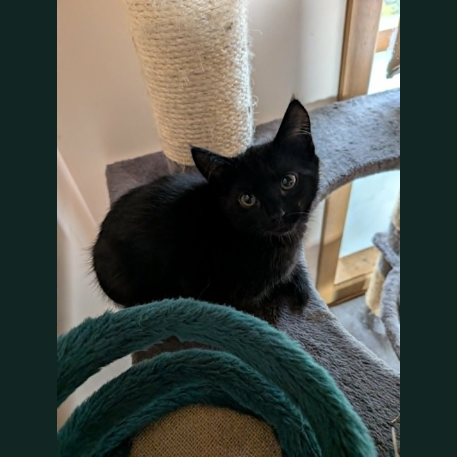 Photo of Apollo