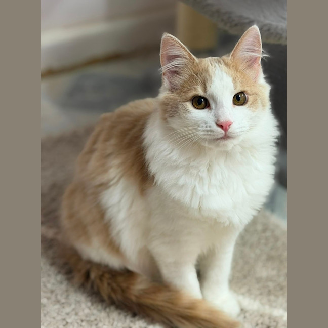 Photo of Muffin