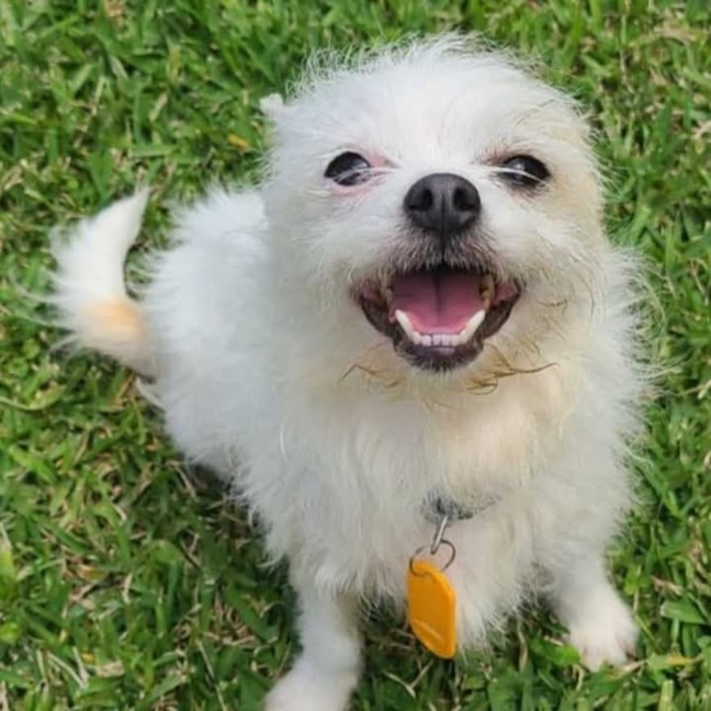 Photo of Patch & Nugget