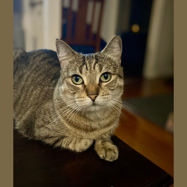 Photo of Honey