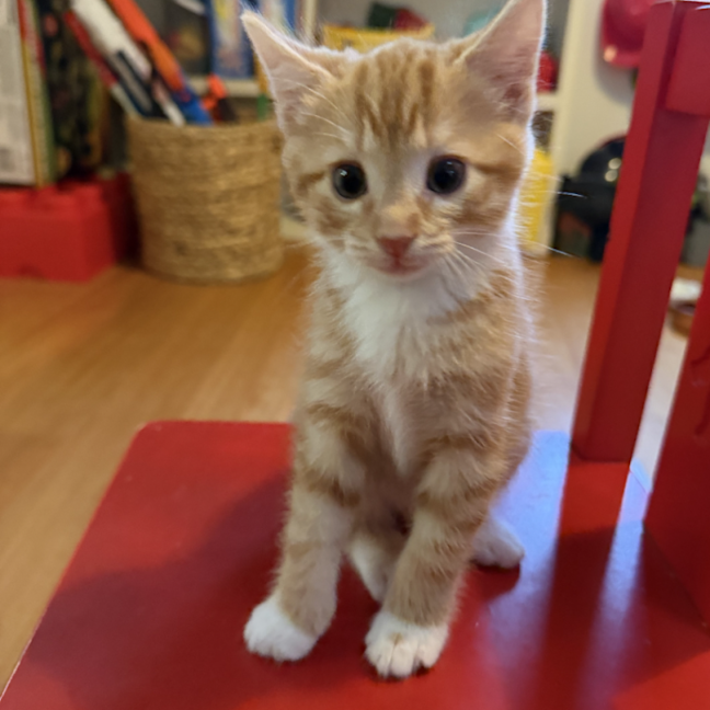 Photo of Bernard